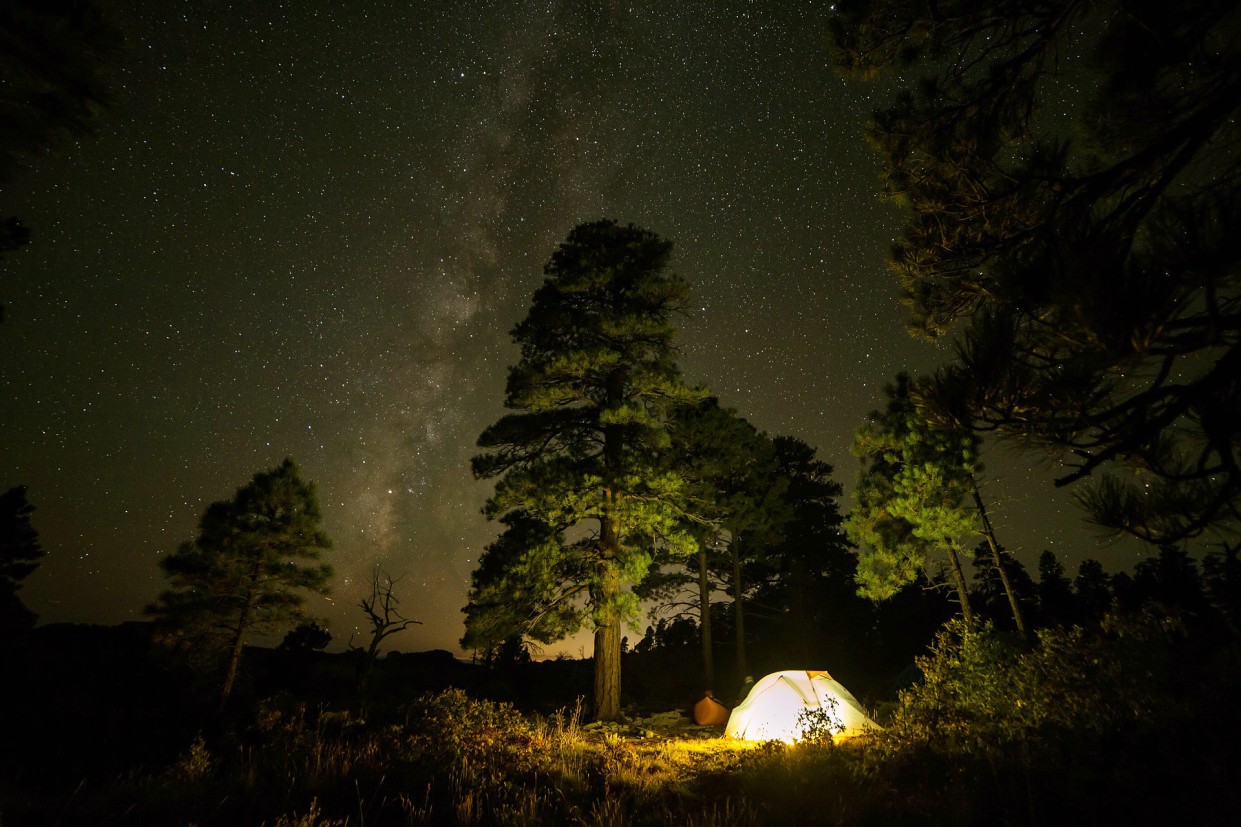 Starry night sky over forest camping site at Mountain Harbour with a glowing tent and tall trees.